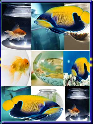 Types Of Fishes For Aquarium. Fish Tank Aquarium