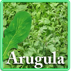 Arugula Leaves