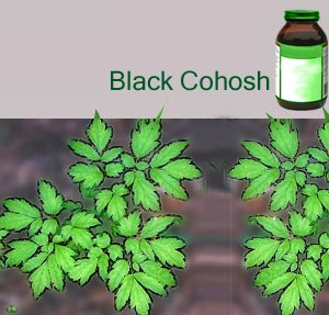 Black Cohosh Benefits