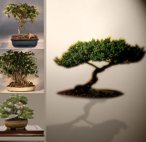 Bonsai Tree