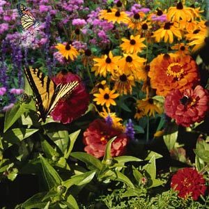 Butterfly Garden