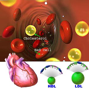 Cholesterol Levels for Women