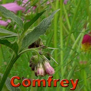 Comfrey Root Benefits