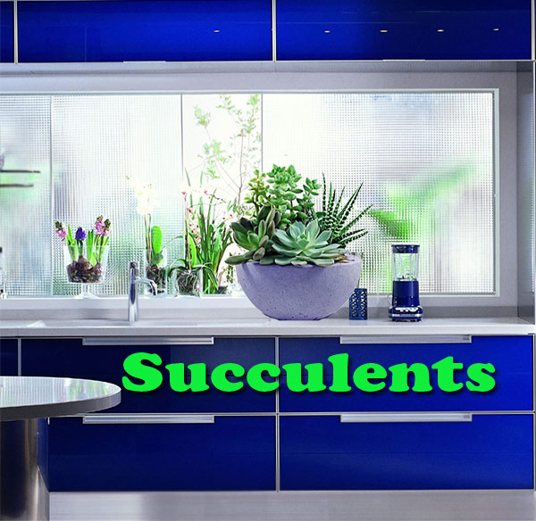 Growing Succulents Indoors