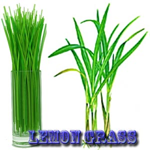 Lemon Grass Plant