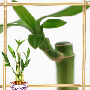 Lucky Bamboo Feng Shui