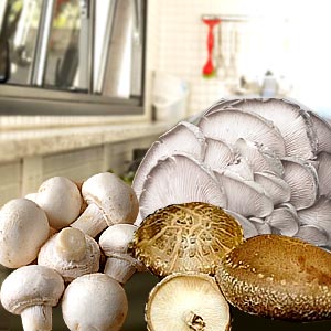 Edible Mushroom Recipes