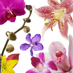 Orchid Care