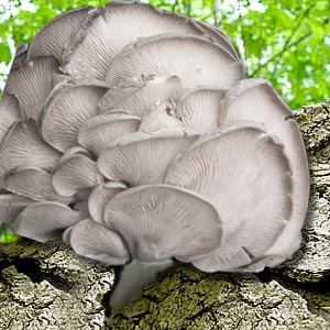 Oyster Mushroom