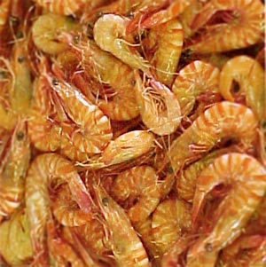 Scampi Shrimp