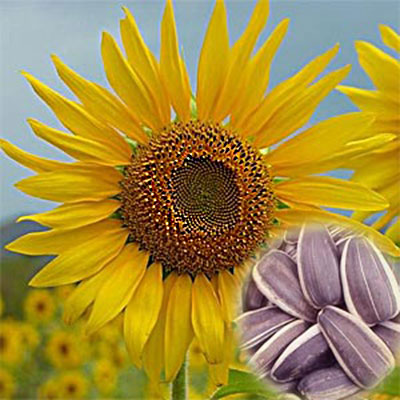 Sunflower Seeds Nutrition