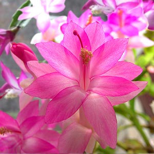 Thanksgiving Cactus