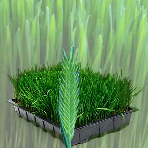 Wheatgrass Benefits