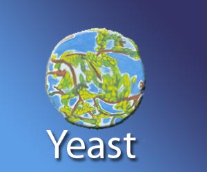 Yeast Infections